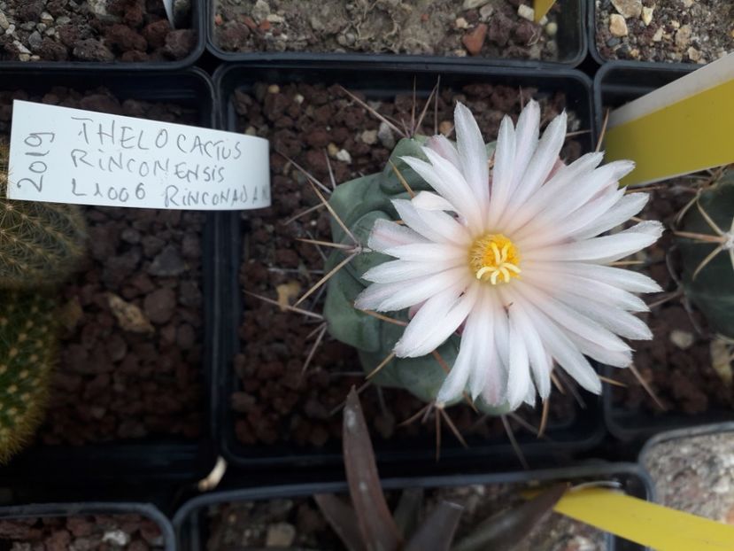  - Cactusi înfloriti 2020