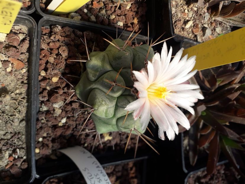  - Cactusi înfloriti 2020