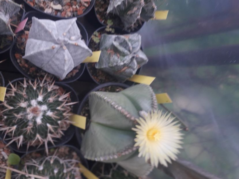  - Cactusi înfloriti 2020
