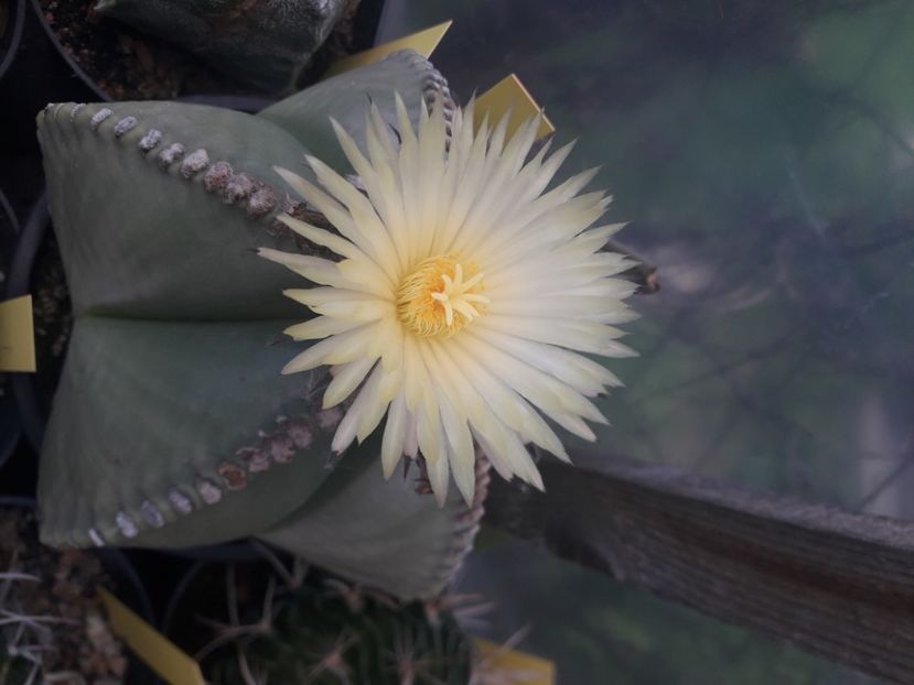  - Cactusi înfloriti 2020