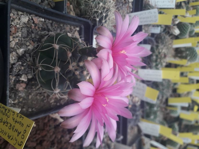  - Cactusi înfloriti 2020