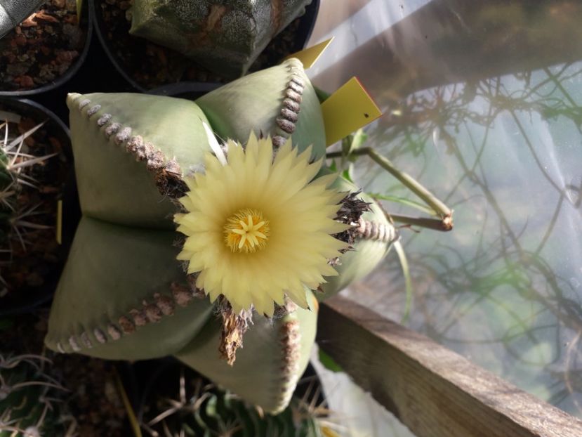  - Cactusi înfloriti 2020