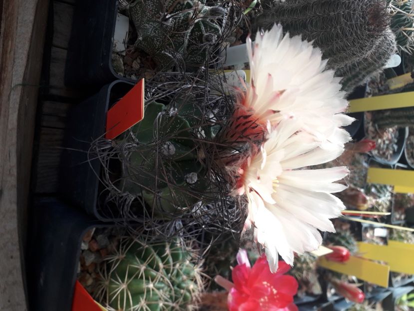  - Cactusi înfloriti 2020