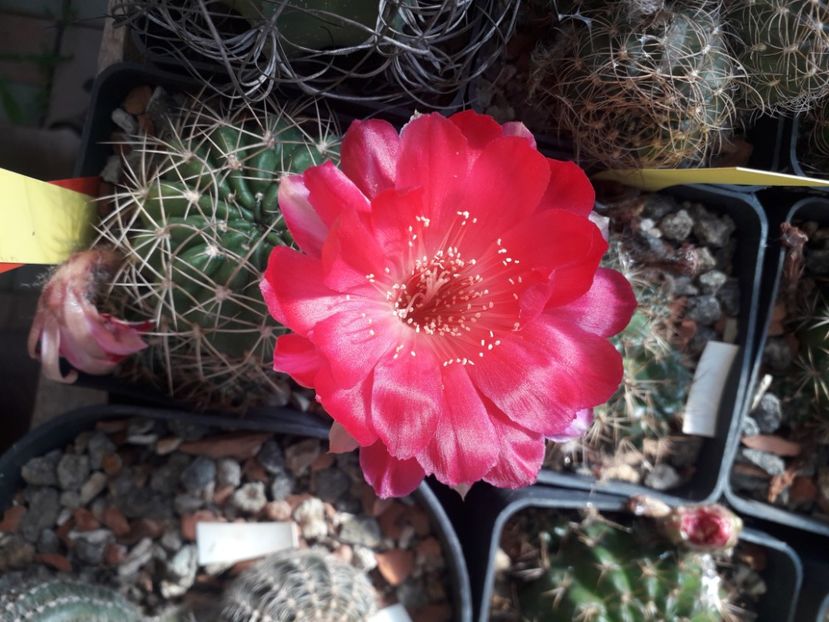  - Cactusi înfloriti 2020