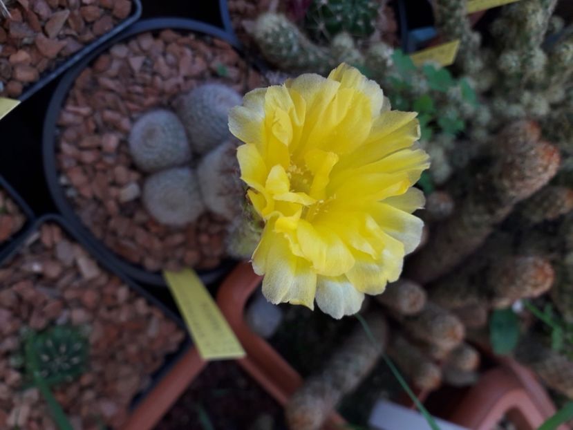  - Cactusi înfloriti 2020