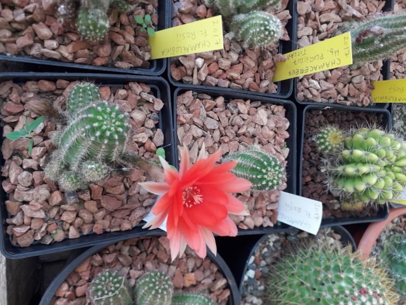  - Cactusi înfloriti 2020