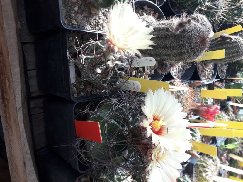  - Cactusi înfloriti 2020