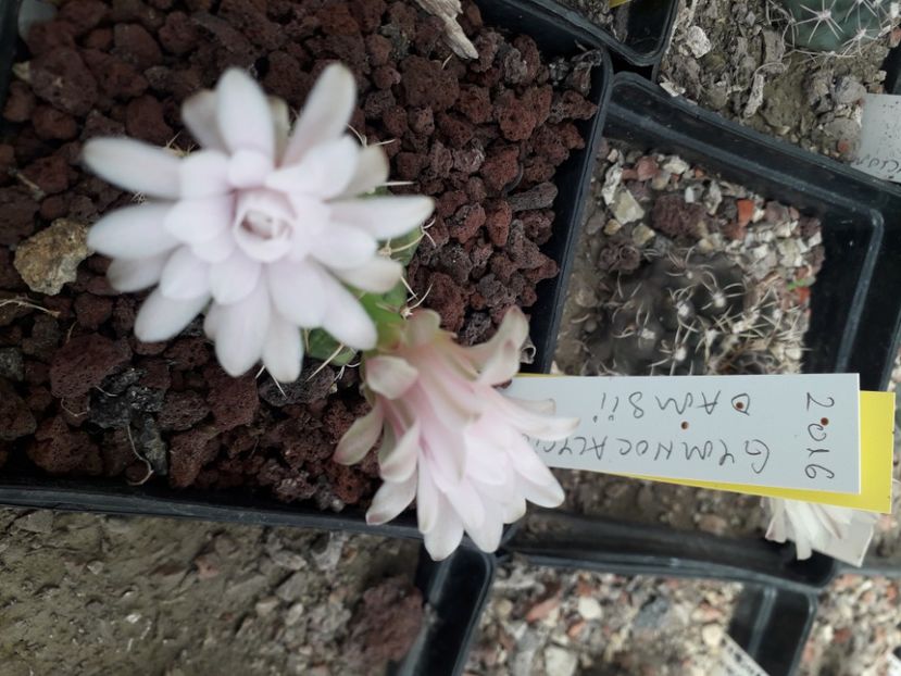  - Cactusi înfloriti 2020