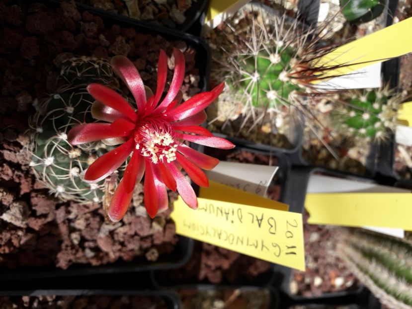  - Cactusi înfloriti 2020