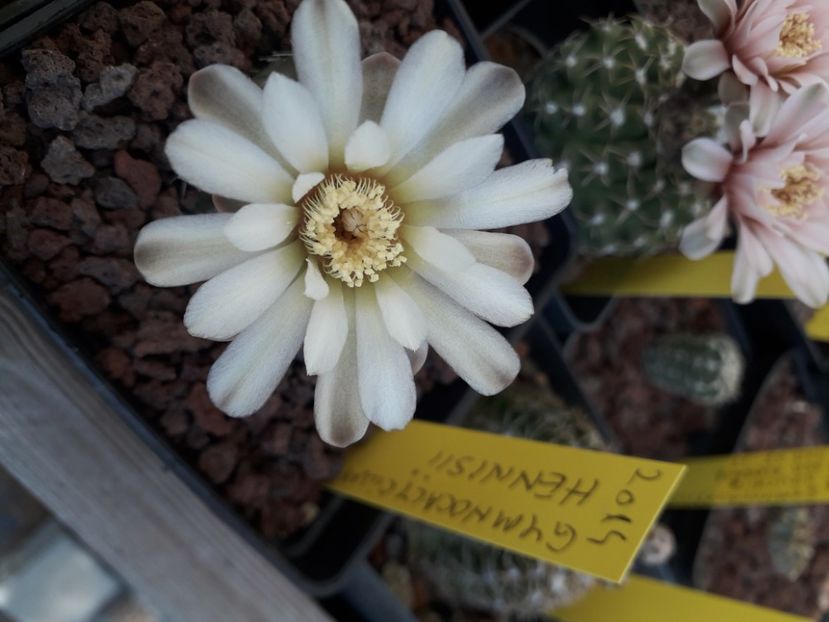  - Cactusi înfloriti 2020