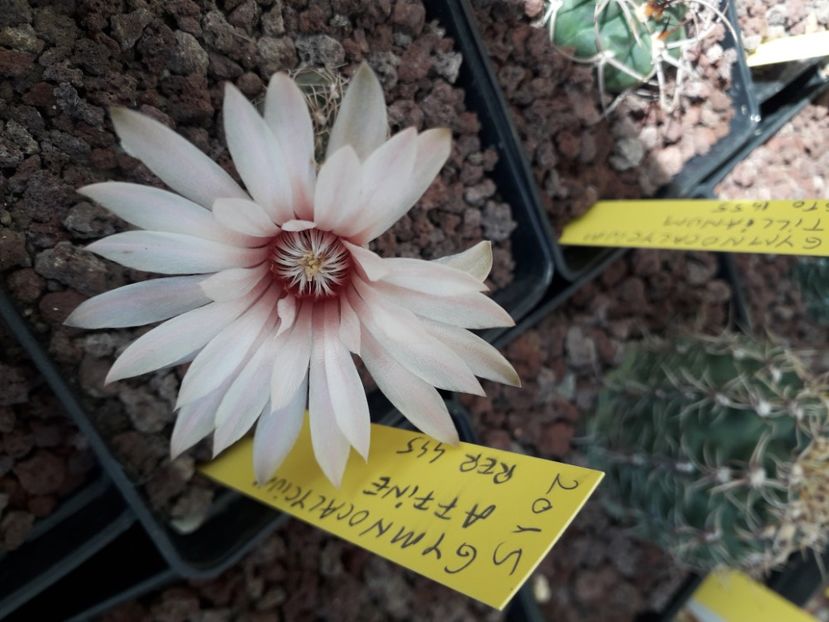  - Cactusi înfloriti 2020