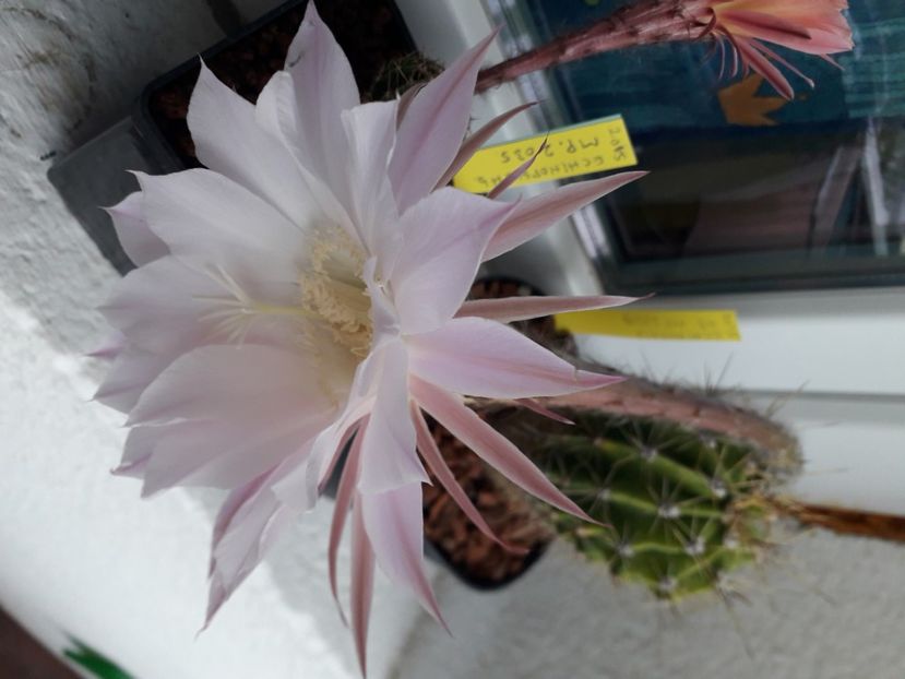  - Cactusi înfloriti 2020