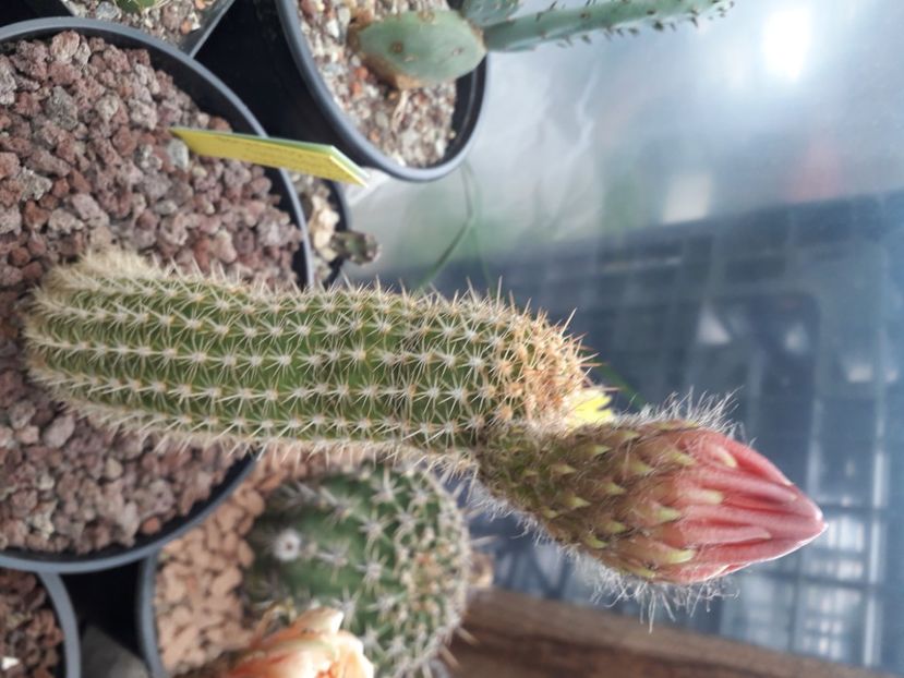  - Cactusi înfloriti 2020