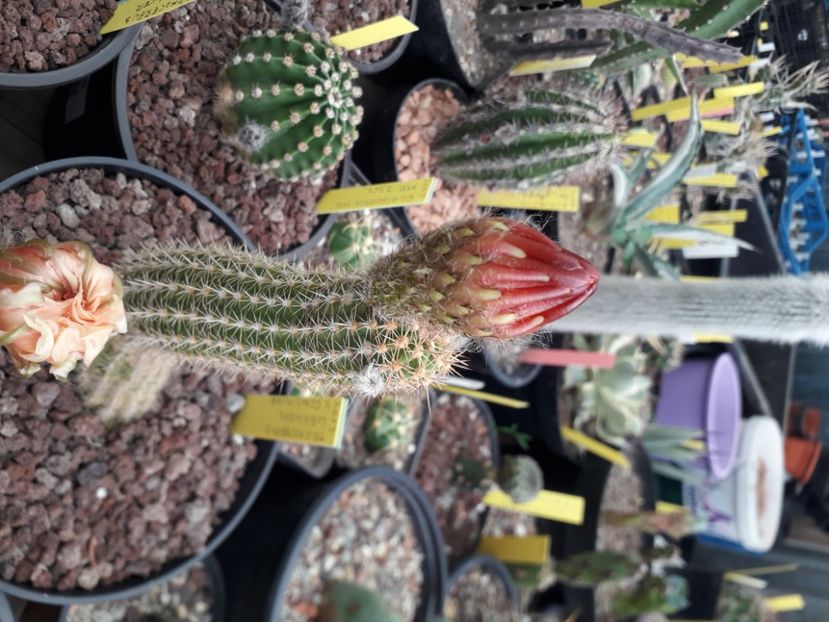  - Cactusi înfloriti 2020