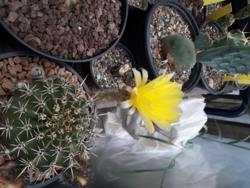  - Cactusi înfloriti 2020