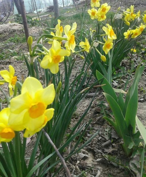 Narcise Martinette foarte parfumate, 1.5 lei bulbul. - w Produse livrate