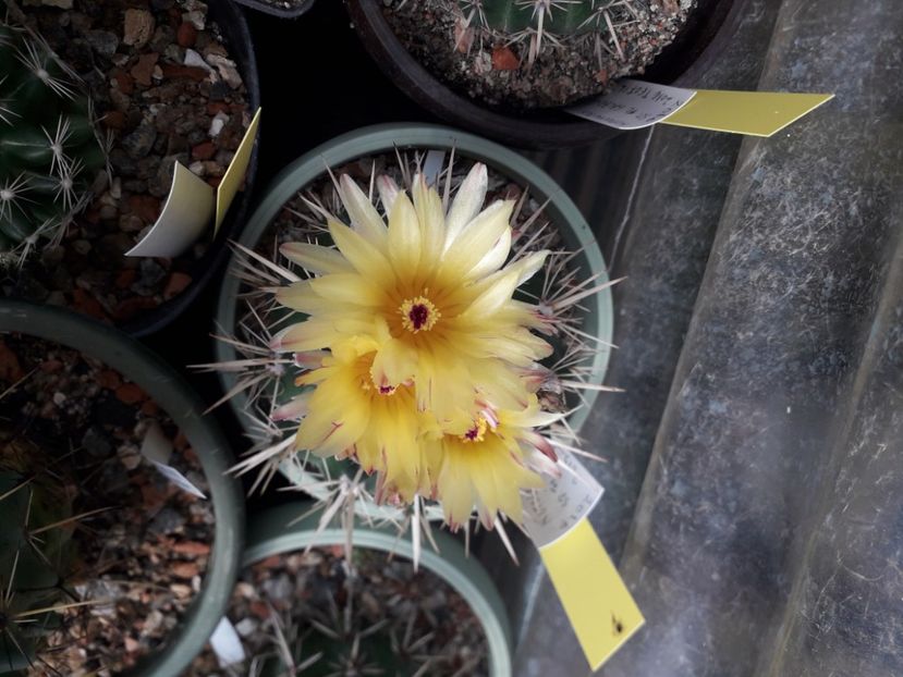  - Cactusi înfloriti 2020