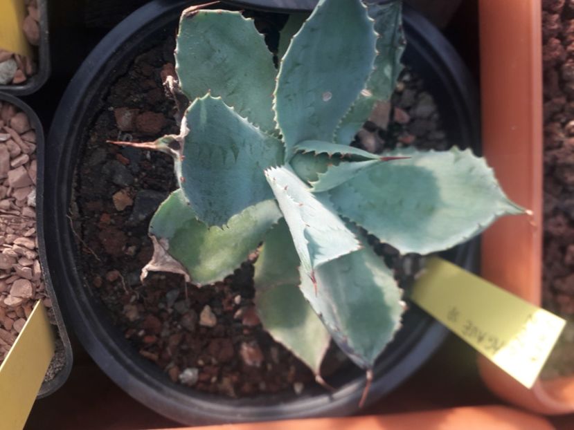 20200818_191046(0) - Agave