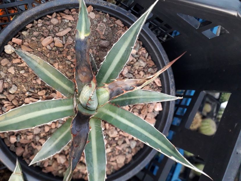  - Agave