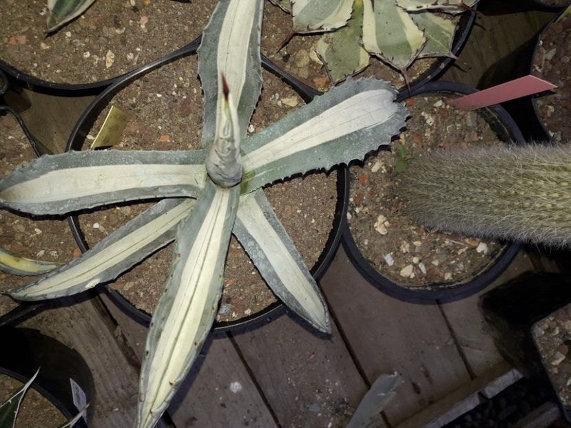  - Agave