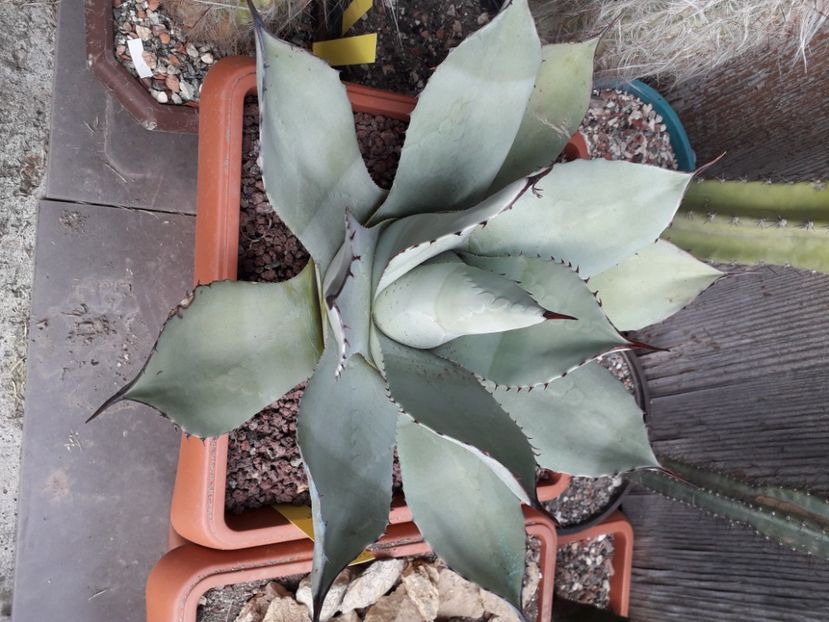  - Agave
