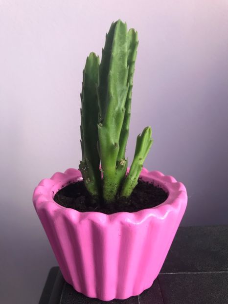 Stapelia Grandiflora - Cactusi si suculente