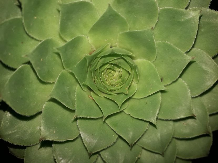  - Sempervivum