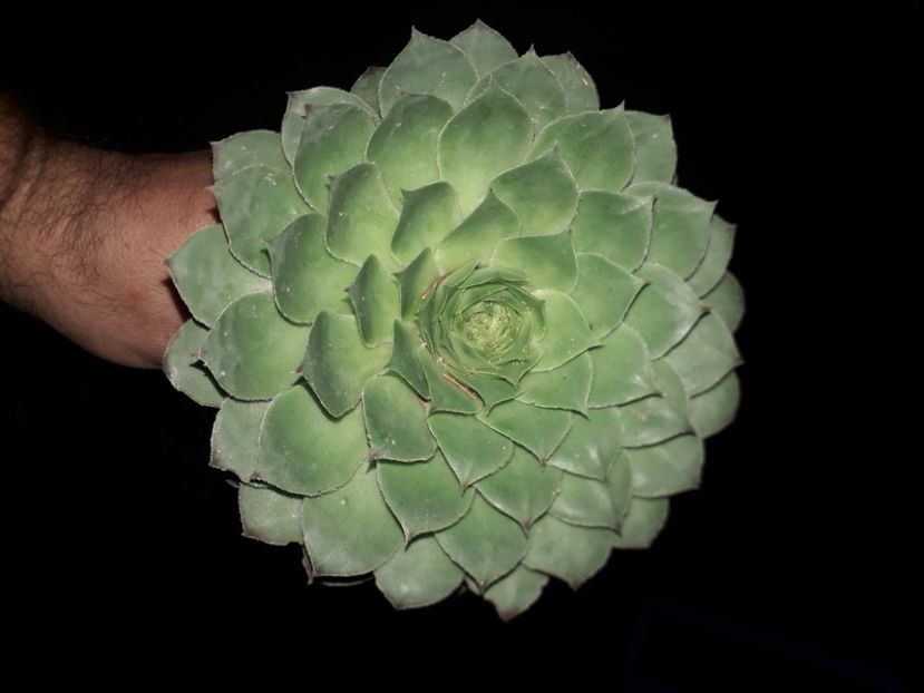  - Sempervivum