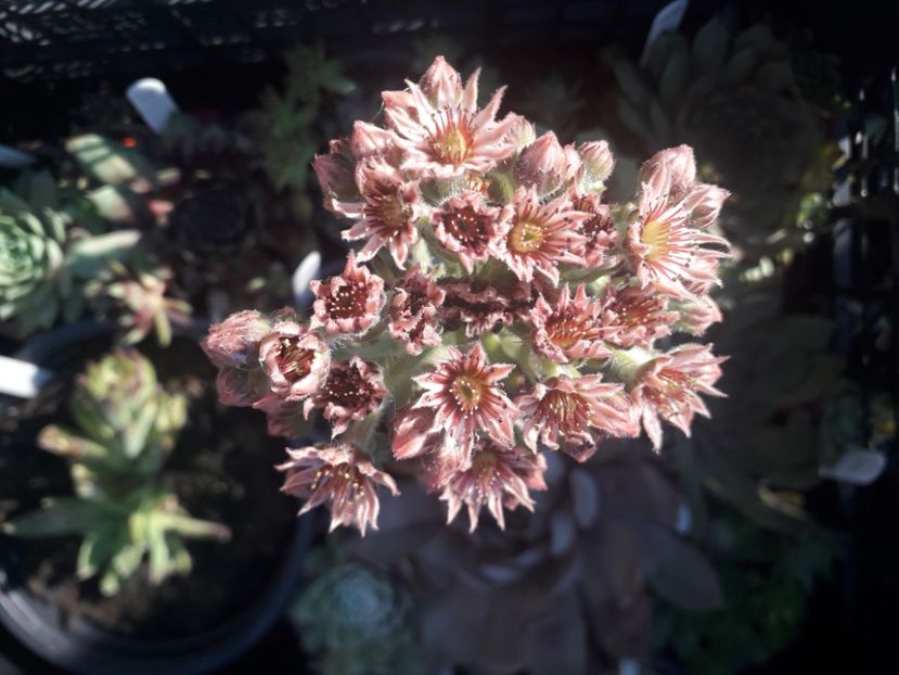  - Sempervivum