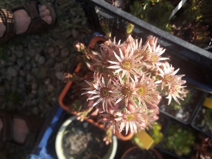  - Sempervivum