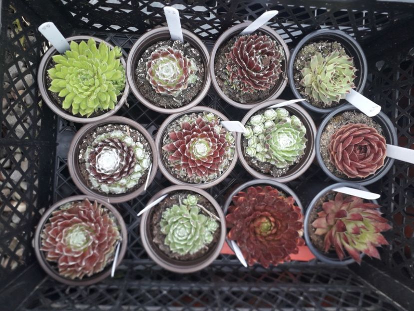  - Sempervivum