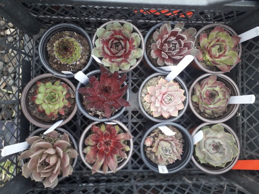  - Sempervivum