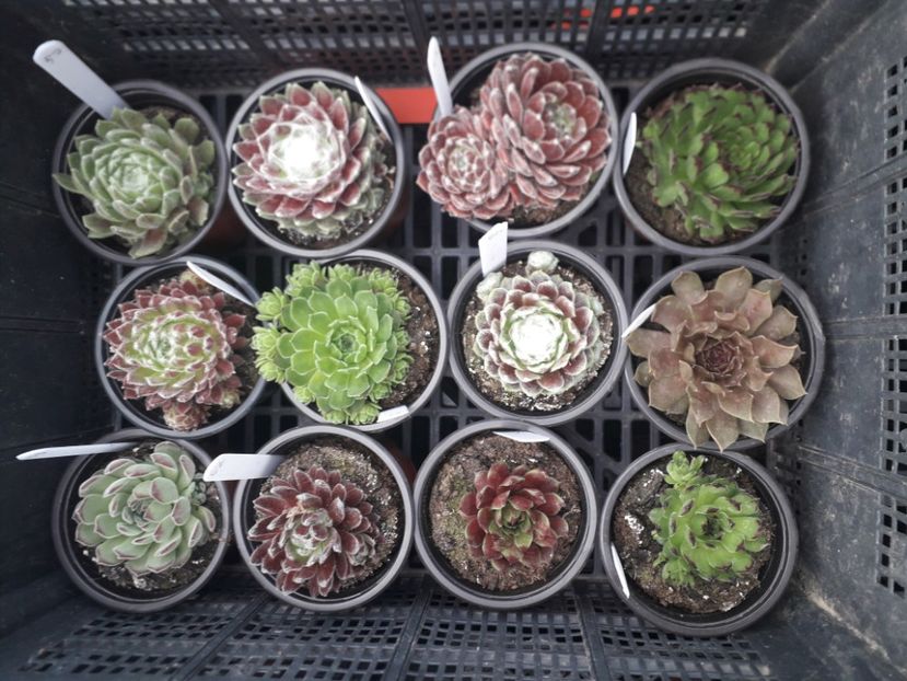  - Sempervivum