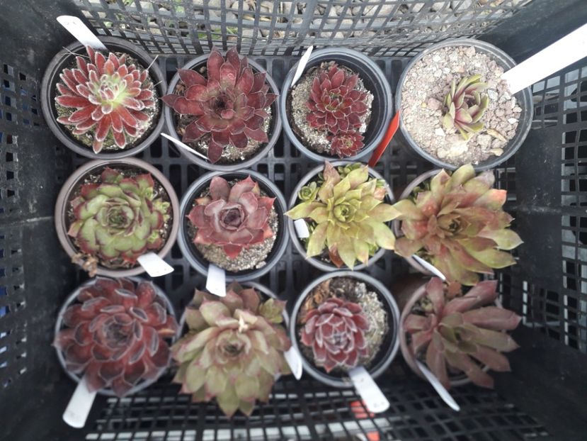  - Sempervivum