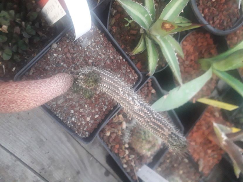  - Stapeliade