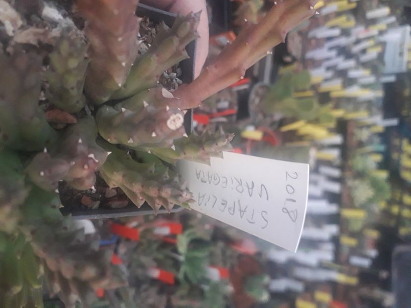  - Stapeliade