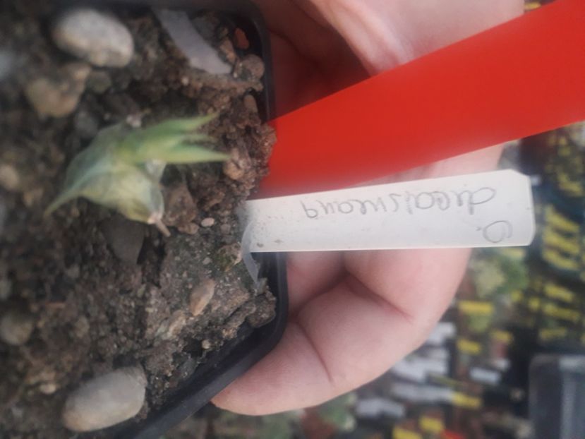  - Stapeliade