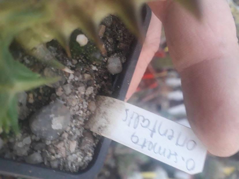  - Stapeliade