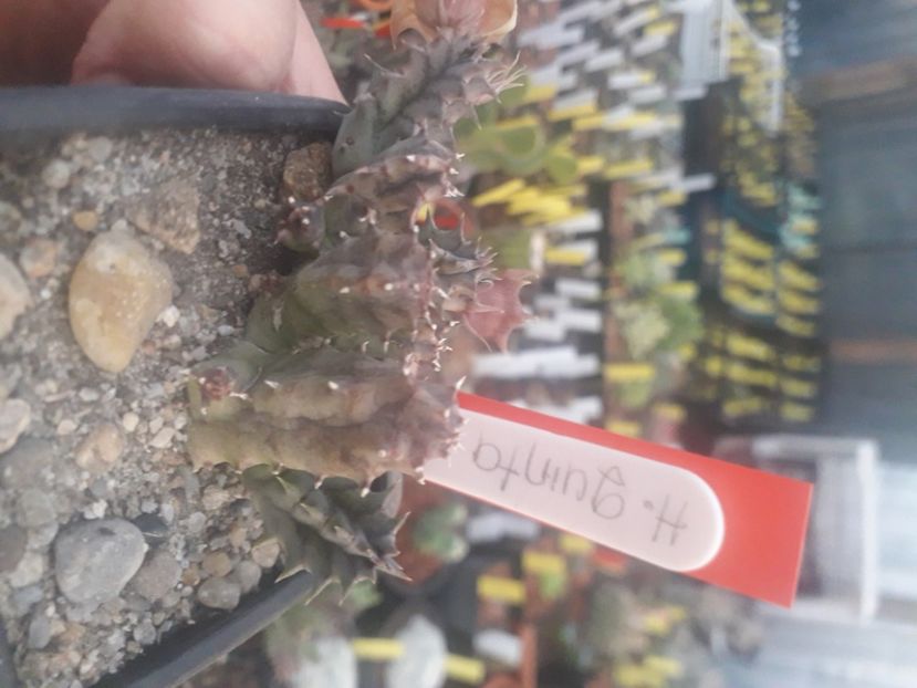  - Stapeliade