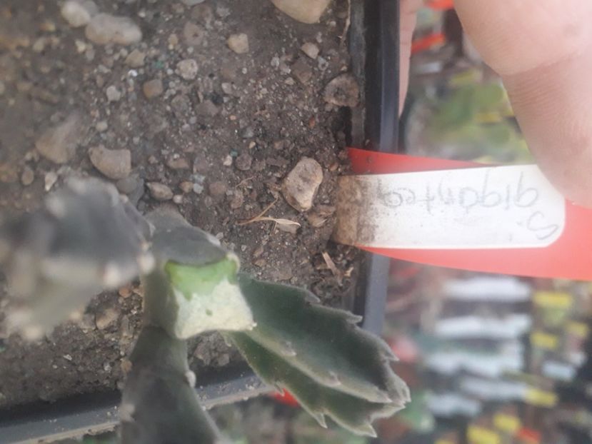  - Stapeliade