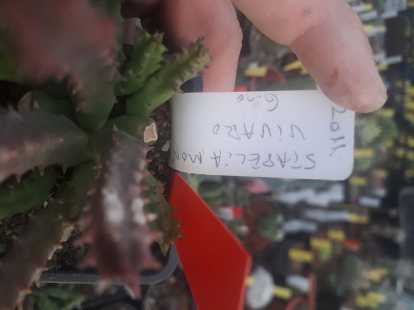  - Stapeliade