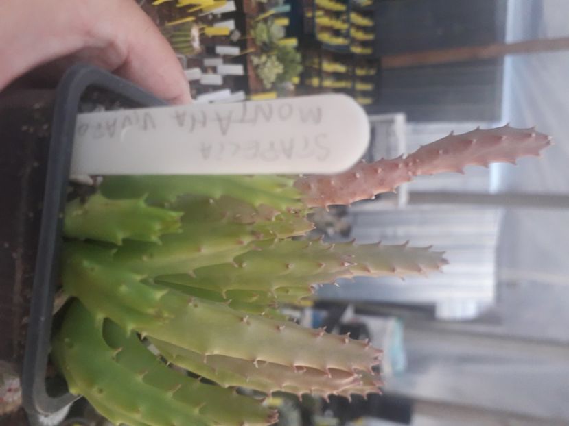  - Stapeliade