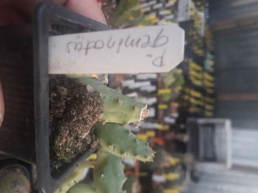  - Stapeliade