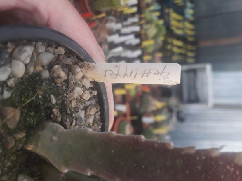  - Stapeliade