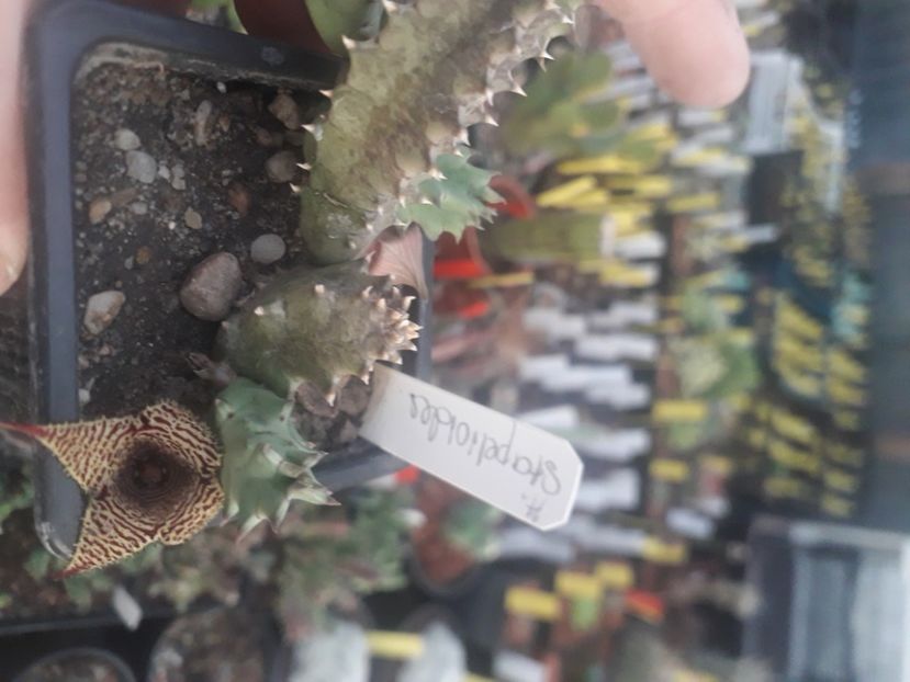  - Stapeliade