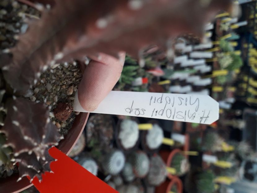  - Stapeliade
