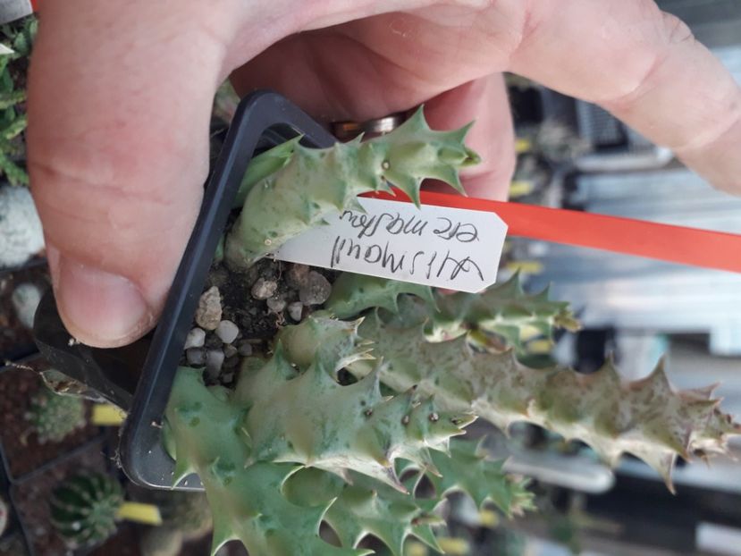  - Stapeliade
