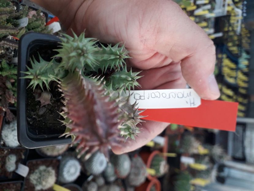  - Stapeliade