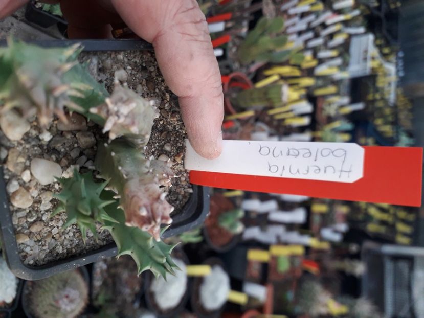  - Stapeliade