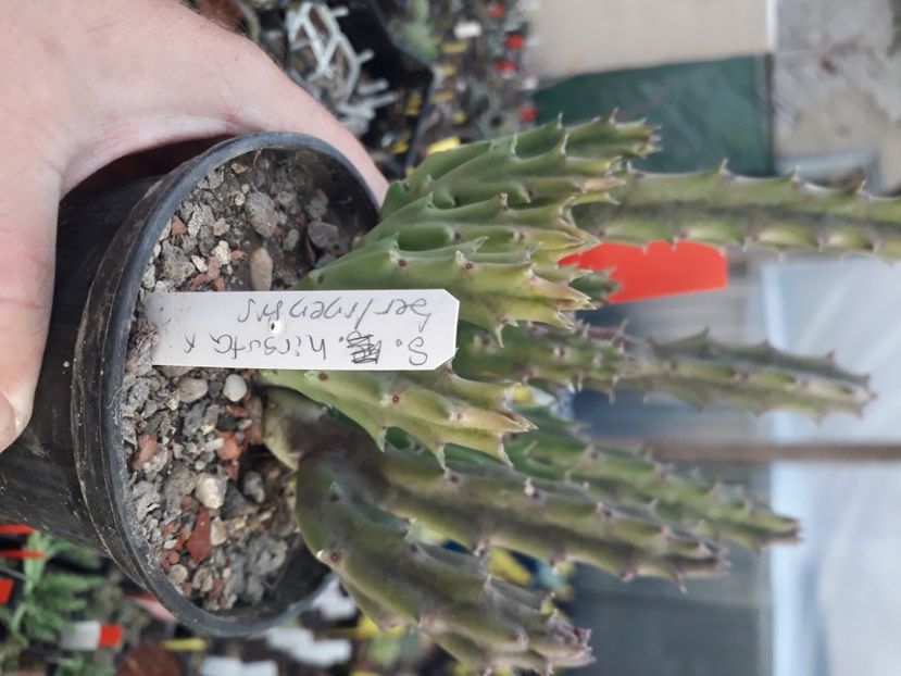  - Stapeliade